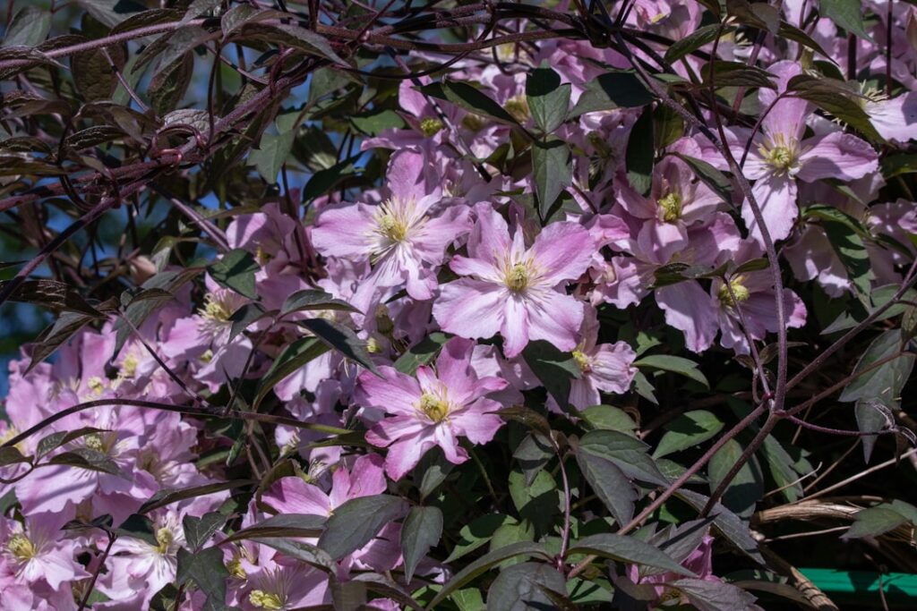 erfahren sie, wie sie clematis richtig schneiden, um gesundes wachstum und üppige blüten zu fördern. praktische tipps zur clematis-pflege und schnittzeit.