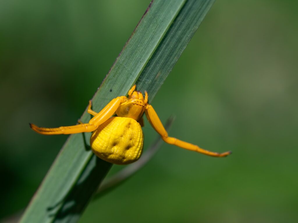 eine krabbenspinne ist eine spinnenart, die für ihre seitliche fortbewegung und ihre fähigkeit, beute mit ihren kräftigen vorderbeinen zu fangen, bekannt ist.
