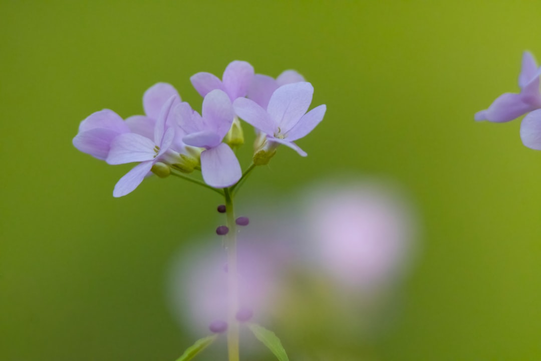 die kuckucksblume (cardamine pratensis) ist eine zarte wildblume, die im frühling blüht und für ihre hübssen weißen bis rosafarbenen blüten bekannt ist.