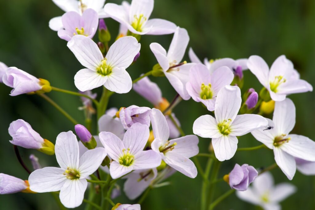 die wasserhahnenfuß (cuckooflower) ist eine hübsche, feuchtigkeitsliebende pflanze mit zarten rosa oder weißen blüten, die häufig in feuchten wiesen und an bachufern wächst.