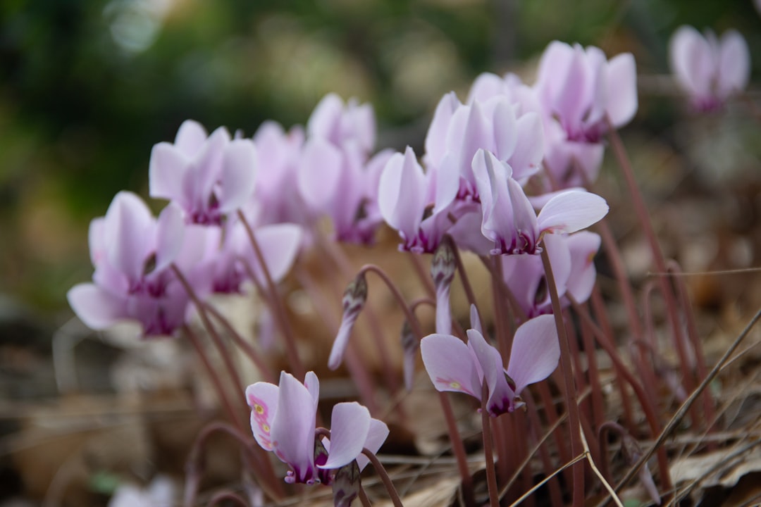entdecken sie die schönheit und pflege des alpenveilchens (cyclamen), einer charmanten und farbenfrohen zimmerpflanze, die ihr zuhause verschönert.