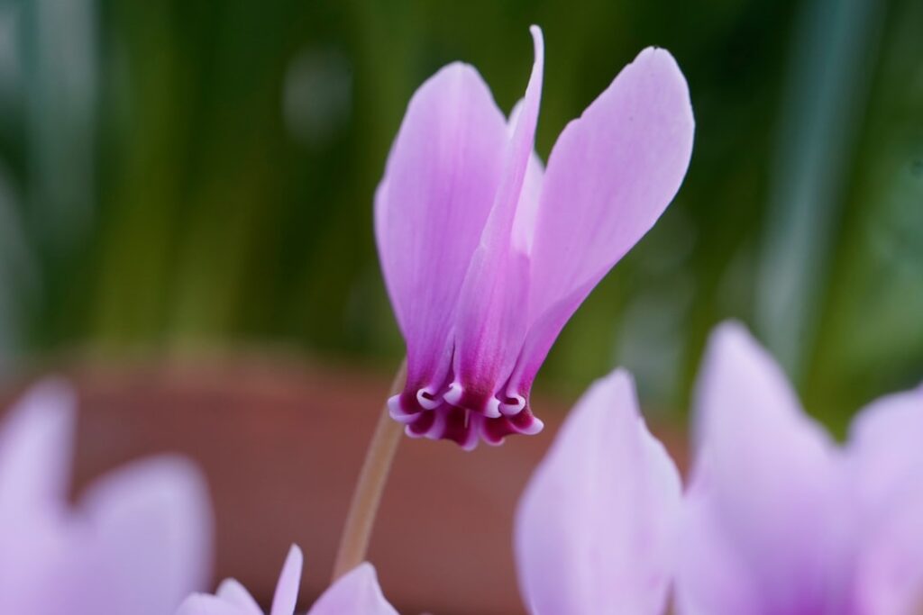entdecken sie die schönheit der alpenveilchen (cyclamen) – pflegeleichte und farbenfrohe zimmer- und gartenpflanzen, ideal für jede jahreszeit.