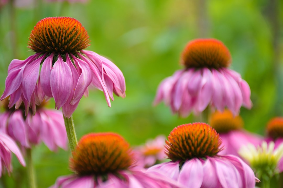 erfahren sie, wie sie echinacea richtig pflegen, um gesundheit und blüte zu fördern. pflegetipps für echinacea pflanzen leicht gemacht.