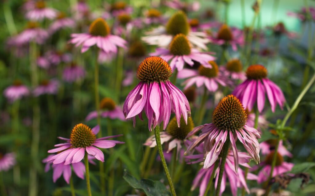 erfahren sie, wie sie ihre echinacea-pflanzen richtig pflegen, um gesundes wachstum und schöne blüten zu fördern. tipps zur bewässerung, standortwahl und schädlingsbekämpfung.