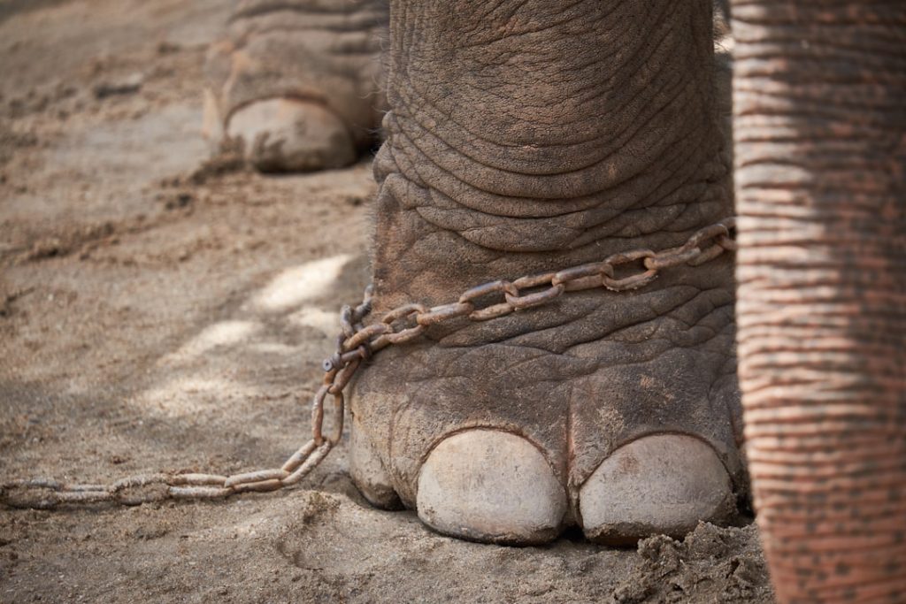 entdecken sie den elephant's foot, eine hochgefährliche radioaktive masse im kernkraftwerk tschernobyl, bekannt für seine einzigartige struktur und extrem hohe strahlung.