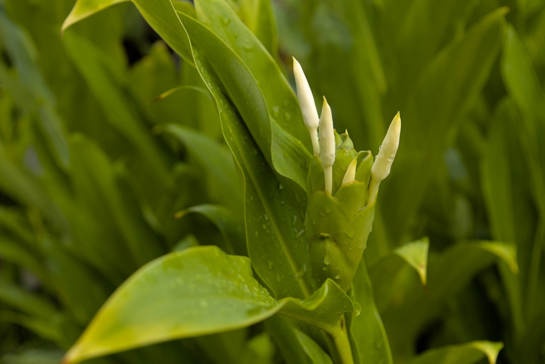 entdecken sie, wie sie ingwer erfolgreich anbauen können – tipps zur pflanzung, pflege und ernte für frischen, aromatischen ingwer in ihrem garten.