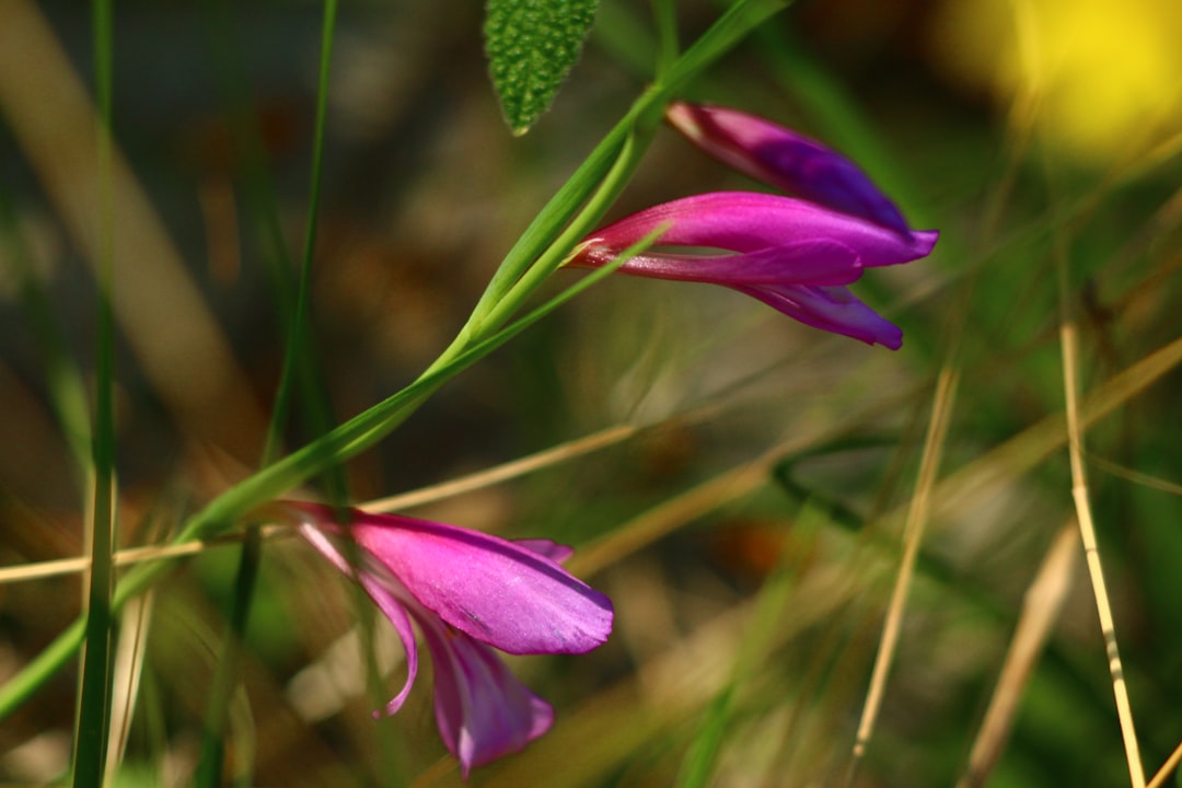 entdecken sie die faszinierende welt der gladiolen, prächtige blumen mit leuchtenden farben und eleganten formen, die jeden garten verschönern.
