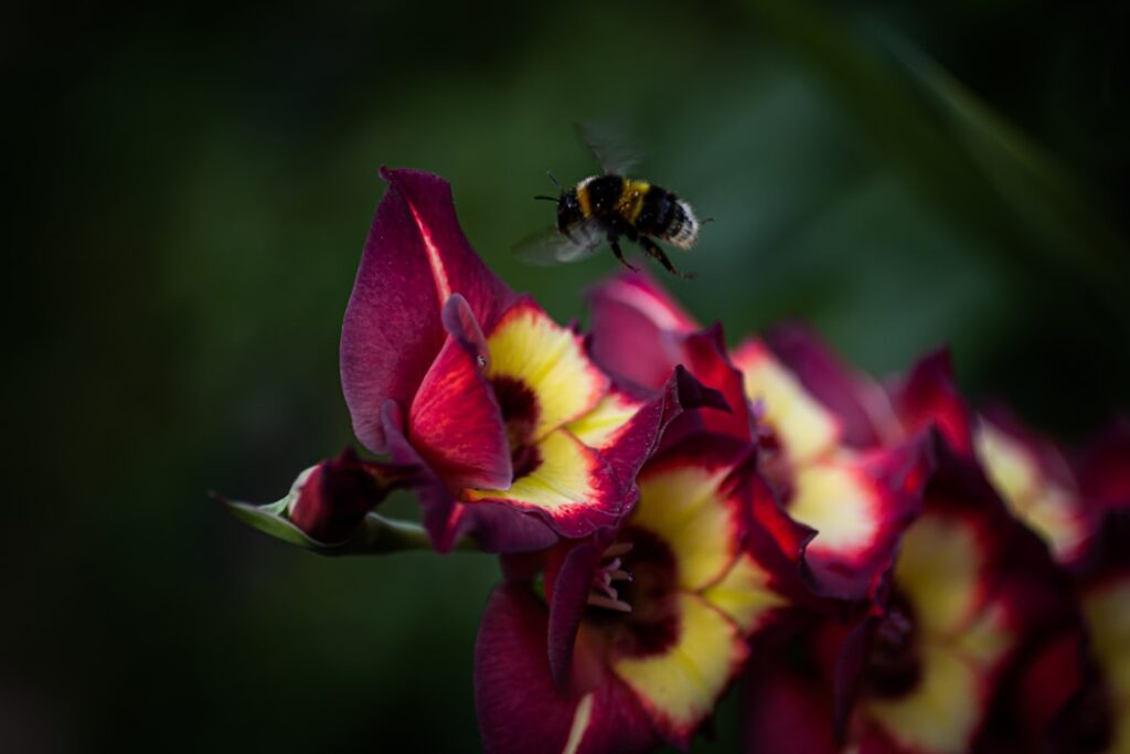 entdecken sie die prachtvollen gladiolen, bekannt für ihre langen blütenstände und leuchtenden farben, perfekt zur verschönerung ihres gartens oder als beeindruckender schnittblume.