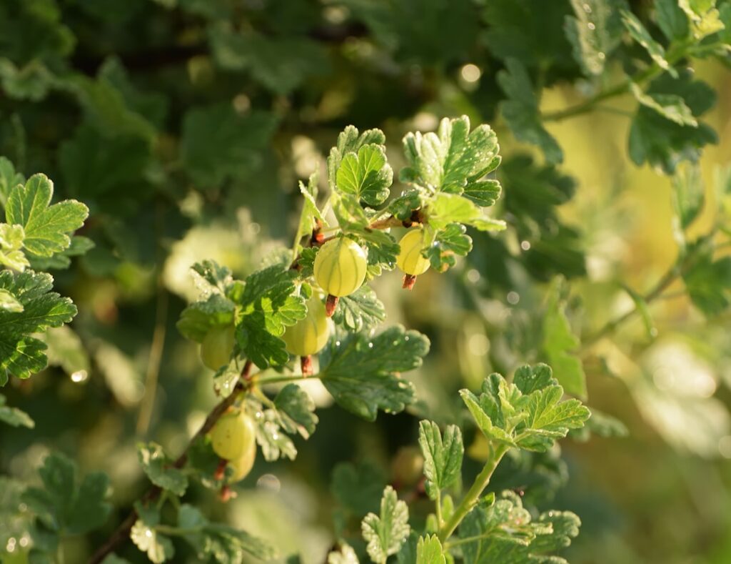 erfahren sie alles über den anbau von stachelbeeren: tipps zur pflanzung, pflege und optimalen ernte für eine erfolgreiche stachelbeerernte.