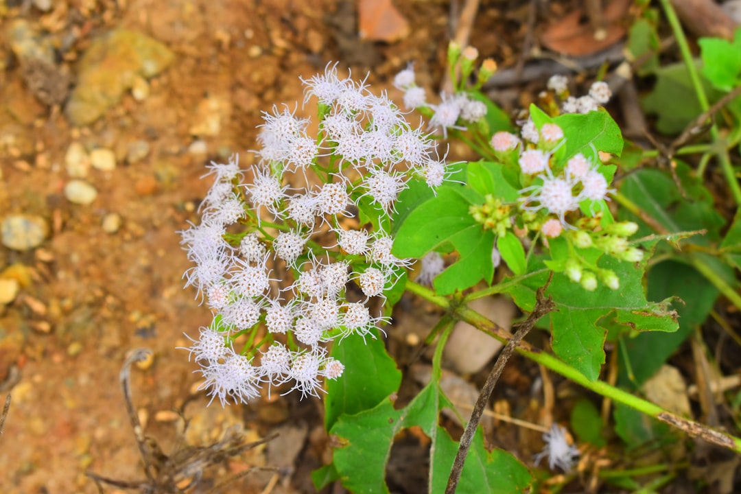 knotweed ist eine schnell wachsende pflanze, die für ihr robustes wachstum bekannt ist und sowohl ökologische herausforderungen als auch nutzen bietet.