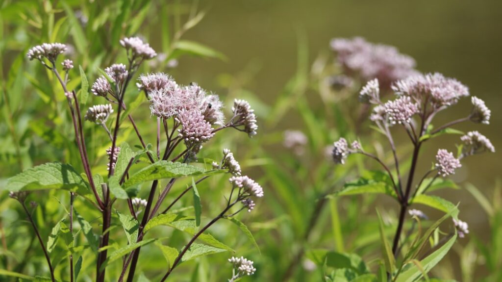 knotweed ist eine robuste pflanze, die oft als invasives unkraut gilt. erfahren sie mehr über ihre eigenschaften, verbreitung und bekämpfungsmethoden.