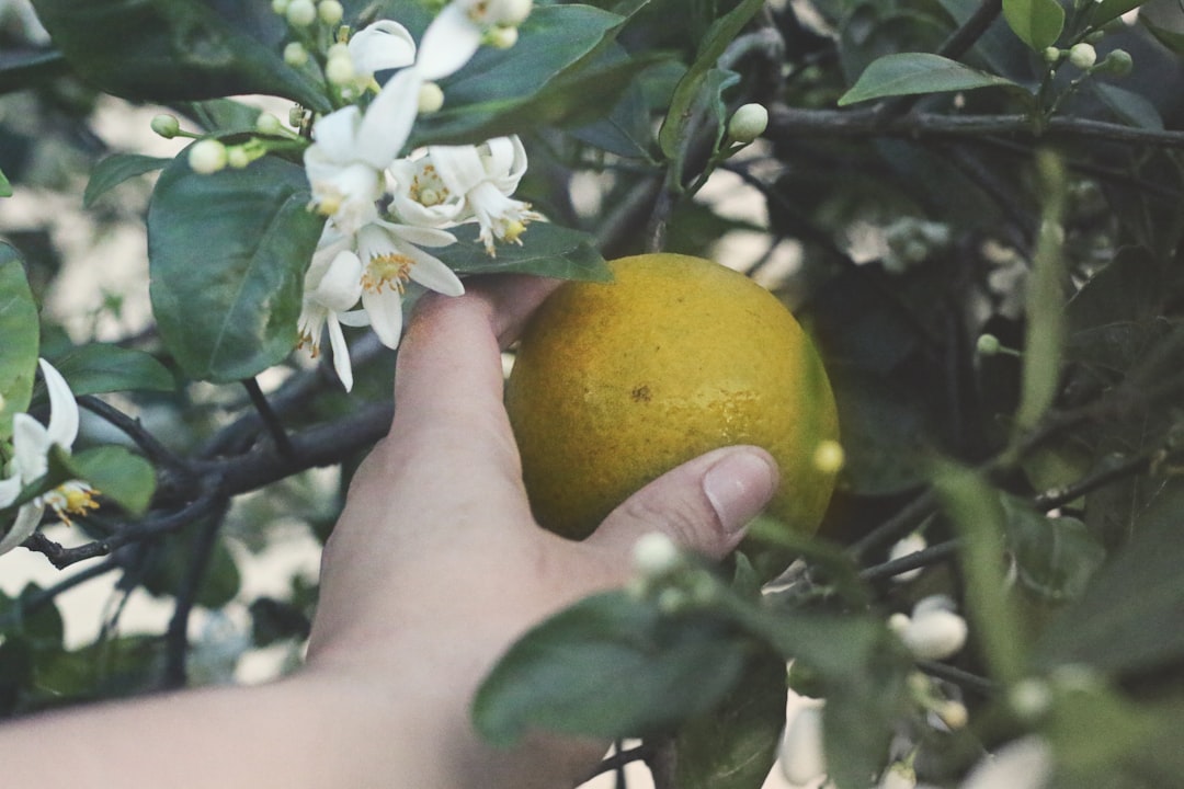 pflegeanleitung für zitronenbäume: tipps und tricks zur optimalen pflege, bewässerung und düngung für gesunde und produktive zitronenbäume.