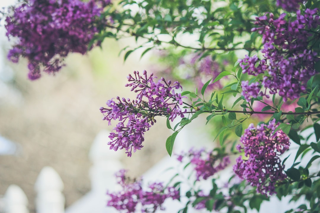 entdecken sie die schönheit und den duft von flieder – eine elegante und farbenfrohe pflanze, die jeden garten oder raum verschönert.