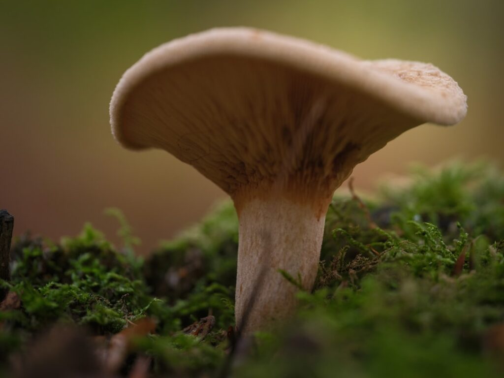 schnelle und genaue pilzbestimmungshilfe für sammler und naturfreunde. entdecken sie essbare und giftige pilze sicher mit unserem expertenführer.