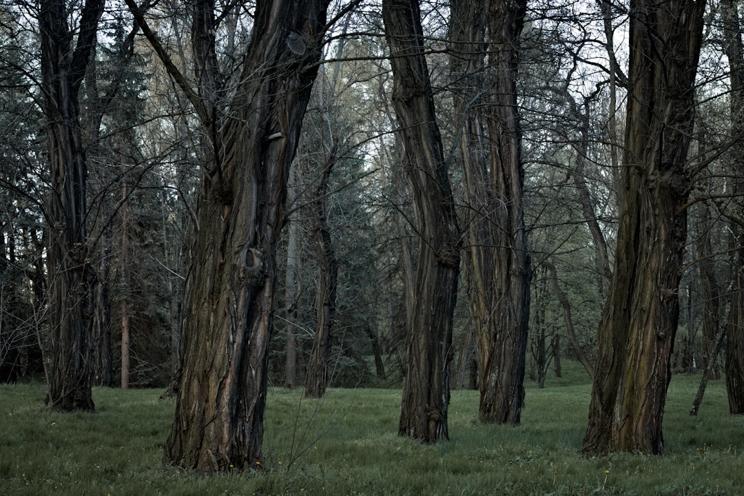 entdecken sie den ältesten baum der welt – ein beeindruckendes symbol für geschichte und natur.
