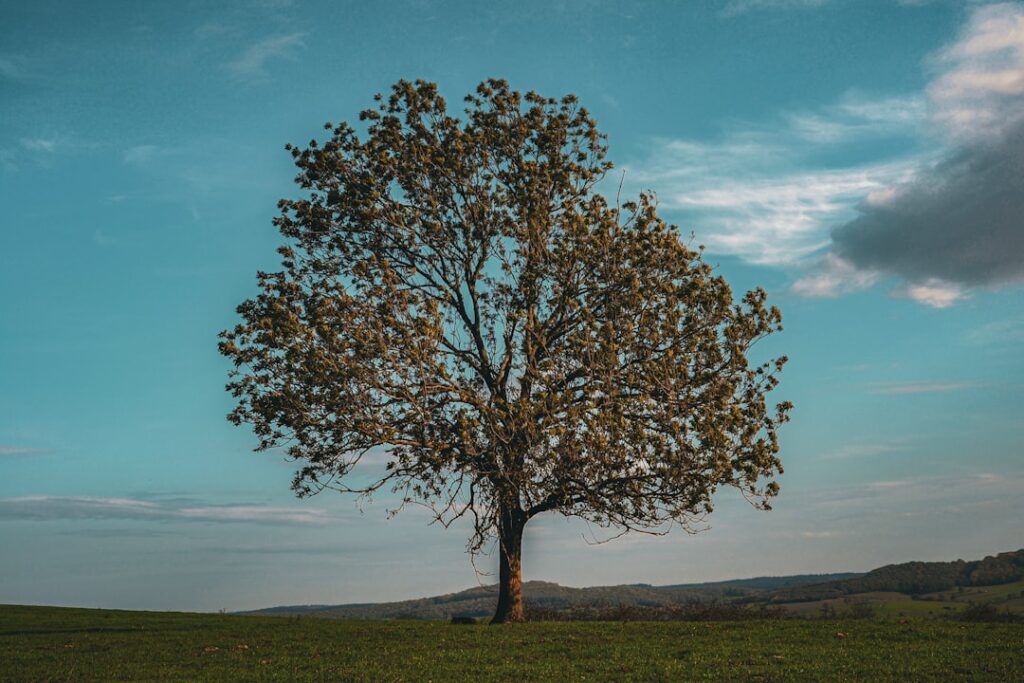 entdecken sie den ältesten baum der welt, seine geschichte und bedeutung für natur und kultur.