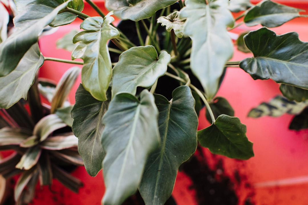 pflege von philodendron: tipps und tricks für gesundes wachstum, optimale lichtverhältnisse, richtige bewässerung und schädlingsbekämpfung.