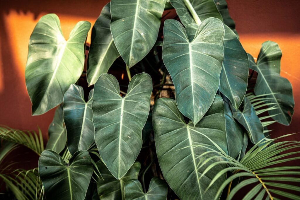 pflegehinweise für philodendron: erfahren sie, wie sie ihren philodendron richtig gießen, düngen und für ein gesundes wachstum sorgen können.