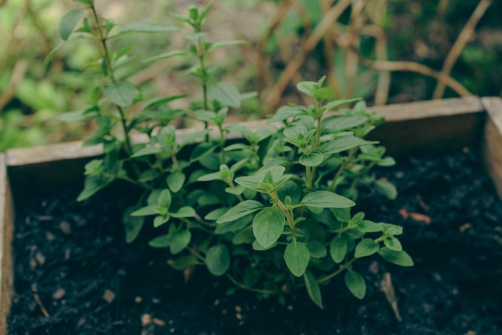 pflege von pflanzen: tipps und tricks für gesunde und blühende zimmer- und gartenpflanzen.