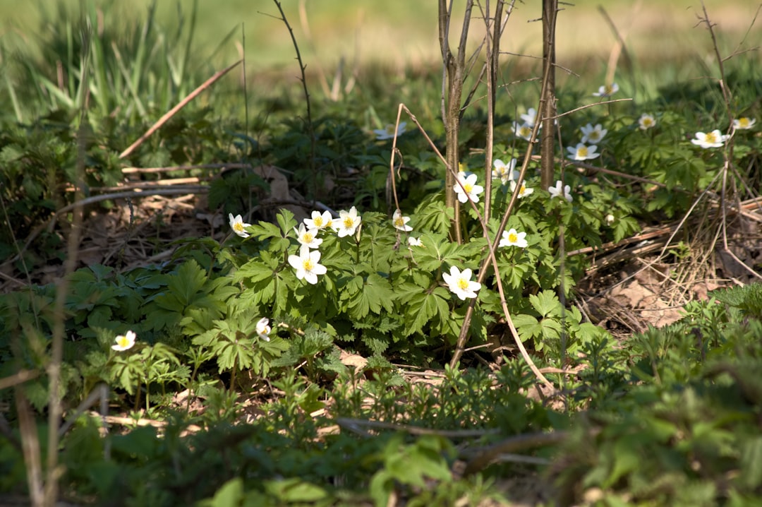 erfahren sie, wie sie anemonen richtig pflanzen und pflegen, um wunderschöne, farbenfrohe blumen in ihrem garten zu genießen.