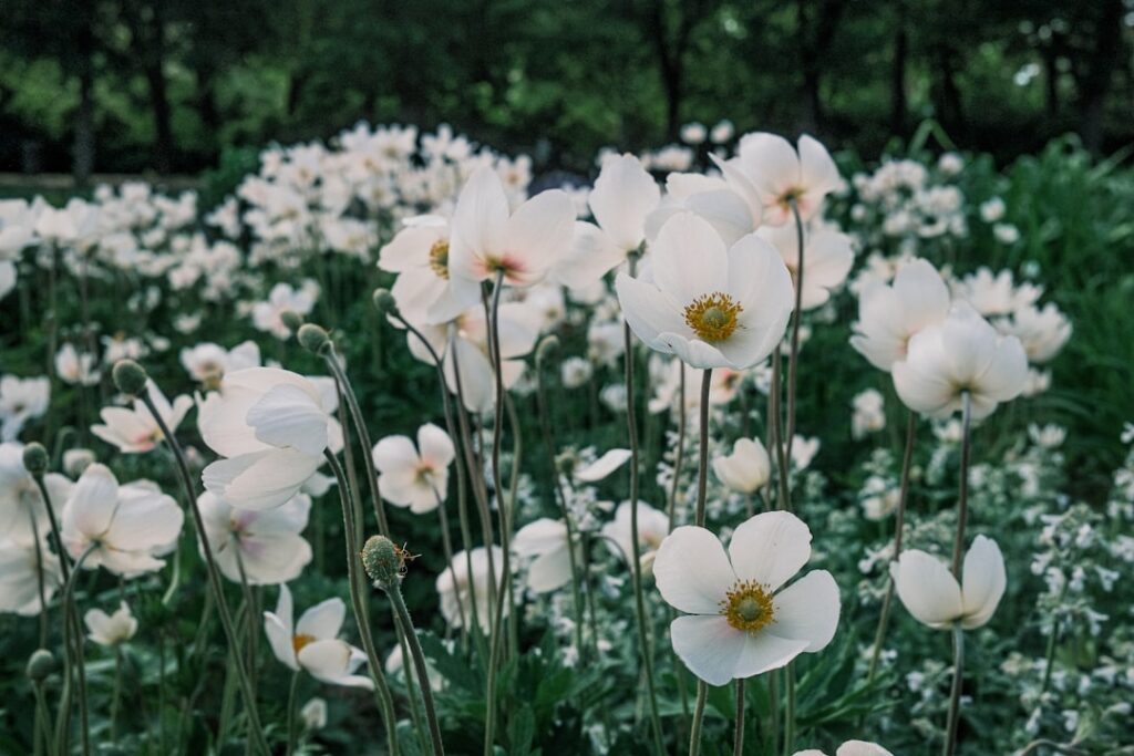 erfahren sie, wie sie anemonen richtig pflanzen und pflegen, um bezaubernde blüten in ihrem garten zu genießen.