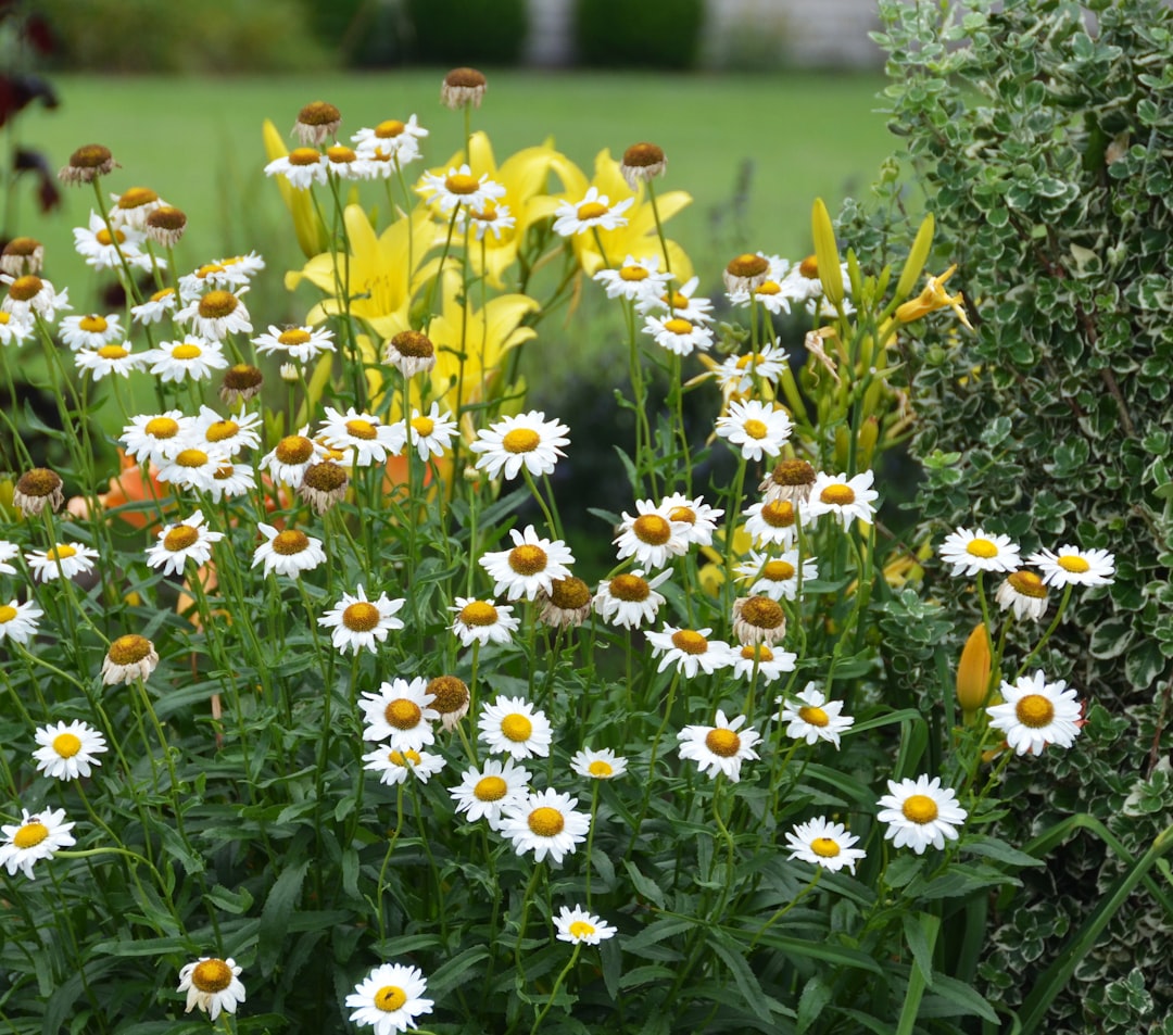 entdecken sie, wie man gänseblümchen pflanzt und pflegt, um einen wunderschönen garten voller bunter blumen zu schaffen.