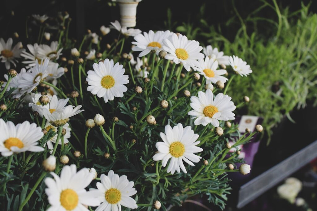 entdecken sie, wie sie gänseblümchen richtig pflanzen und pflegen, um ihren garten mit diesen charmanten und pflegeleichten blumen zu verschönern.