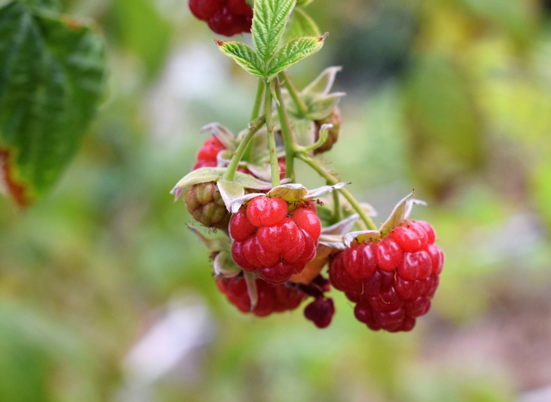 erfahren sie alles über den anbau von himbeeren: tipps zur pflanzung, pflege und ernte für eine erfolgreiche himbeer-kultivierung.