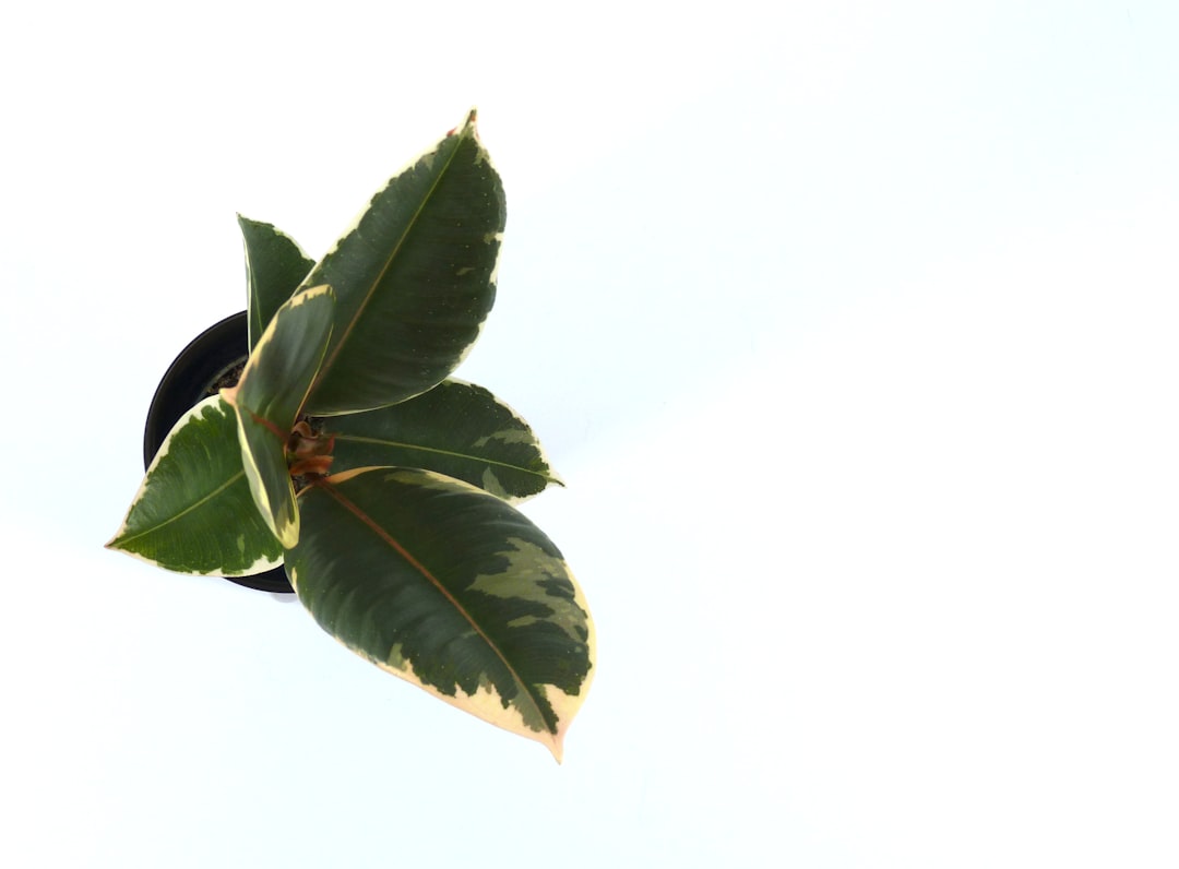 entdecken sie die gummipflanze (ficus elastica), eine pflegeleichte zimmerpflanze mit glänzenden, robusten blättern, die ihrem zuhause natürlicher charme verleiht.