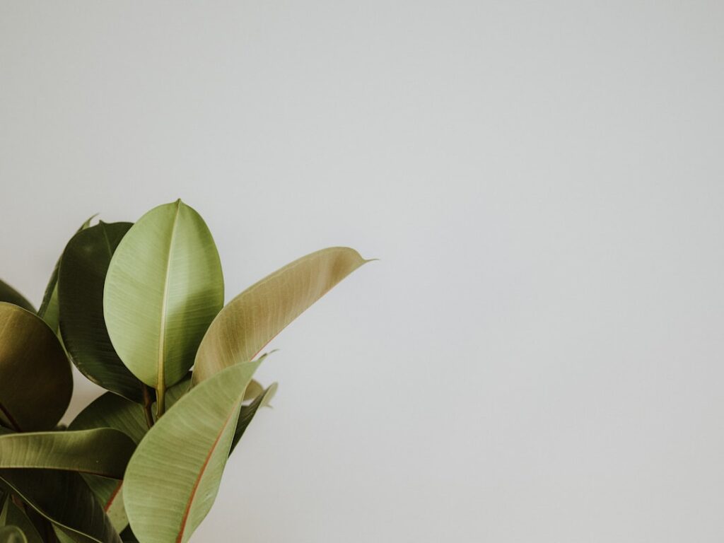 die gummipflanze (ficus elastica) ist eine beliebte zimmerpflanze, bekannt für ihre großen, glänzenden blätter und ihre pflegeleichten eigenschaften. ideal für ein grünes zuhause.
