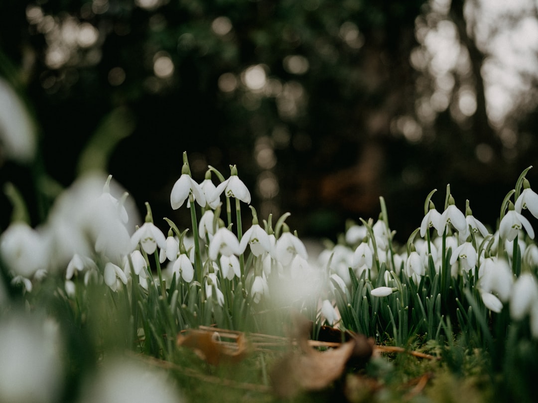 entdecken sie die zarten schneeglöckchen, die frühlingsboten mit weißen blüten, die hoffnung und neubeginn symbolisieren.