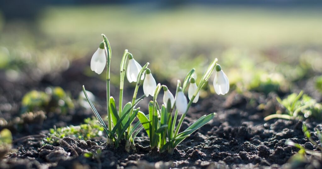 entdecken sie schneeglöckchen, die zarten frühlingsboten, die den winter verabschieden und gärten mit ihren weißen blüten verschönern.