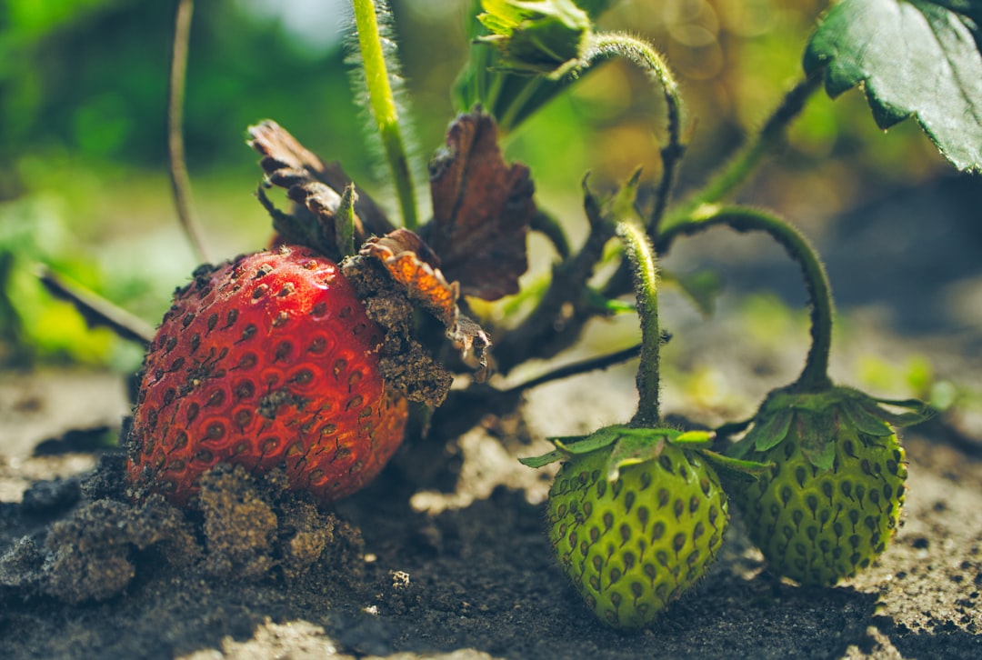 erfahren sie, wie sie erdbeeren richtig pflanzen und pflegen, um reiche und süße ernteerträge zu erzielen. tipps und tricks für anfänger und profis.