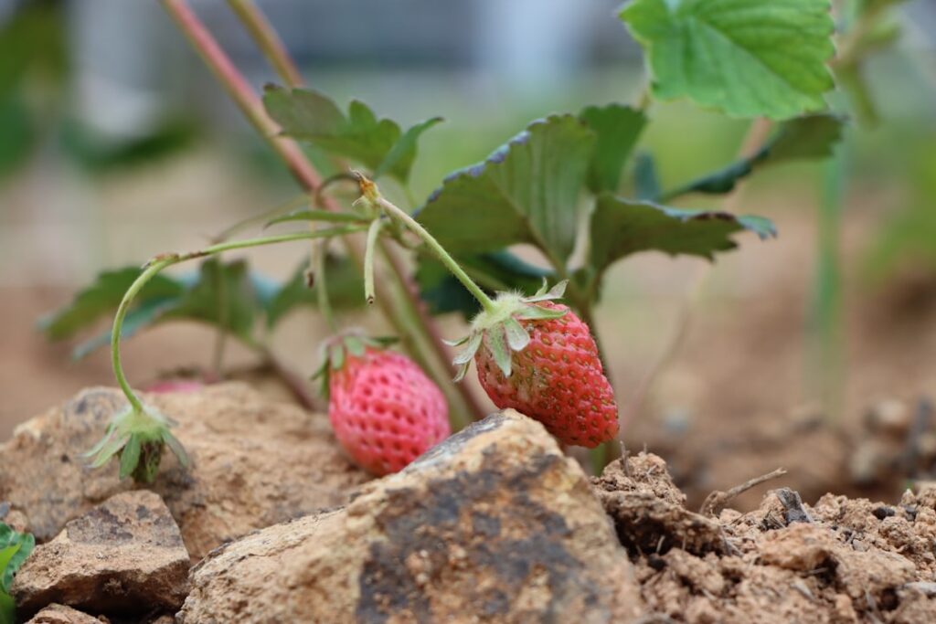 erfahren sie, wie sie erdbeeren richtig pflanzen und pflegen, um eine reiche und schmackhafte ernte zu erzielen.