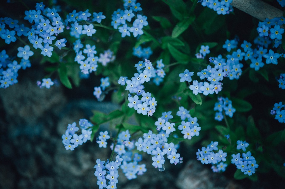 entdecken sie die schönheit der sommerblumen – bunte und lebendige blüten, die ihren garten und ihr zuhause erstrahlen lassen.