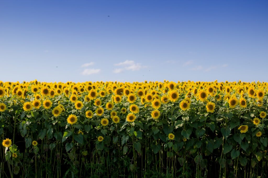 entdecken sie die schönheit von sommerblumen – farbenfrohe blüten, die ihren garten und ihr zuhause zum strahlen bringen.