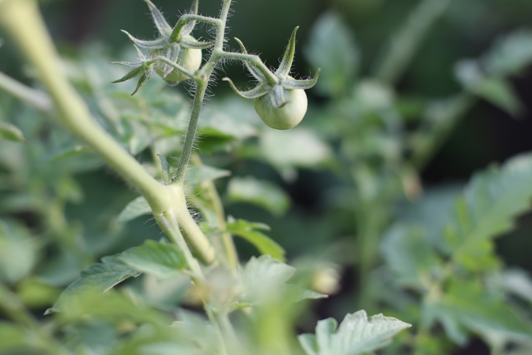 tomatenpflanzen: pflege, anbau und tipps für eine reiche ernte gesunder und schmackhafter tomaten direkt aus ihrem garten.