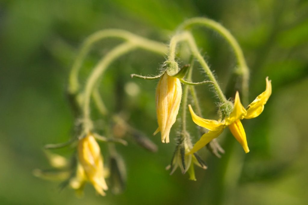 tomatenpflanzen: tipps zum anbau, pflege und ernte für gesunde und schmackhafte tomaten in ihrem garten.
