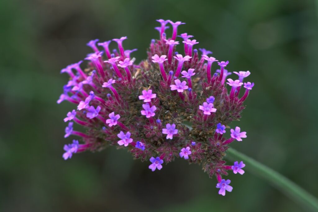 entdecken sie die vielfältigen eigenschaften und anwendungsmöglichkeiten der verbene, einer aromatischen pflanze mit heilenden kräften und dekorativem charme.