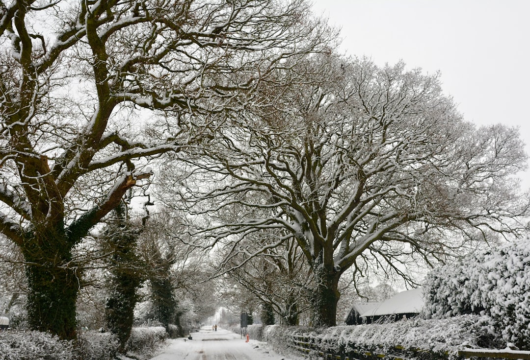 entdecken sie winterharte bäume, die kalte temperaturen und frost überstehen. perfekt für ihren garten, um auch in der kalten jahreszeit grün zu bleiben.