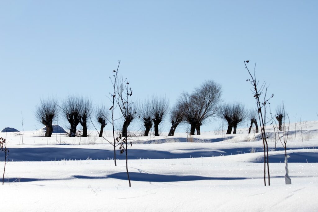 entdecken sie winterharte bäume, die frostige temperaturen und raues klima mühelos überstehen. perfekt für ihren garten in kalten regionen.
