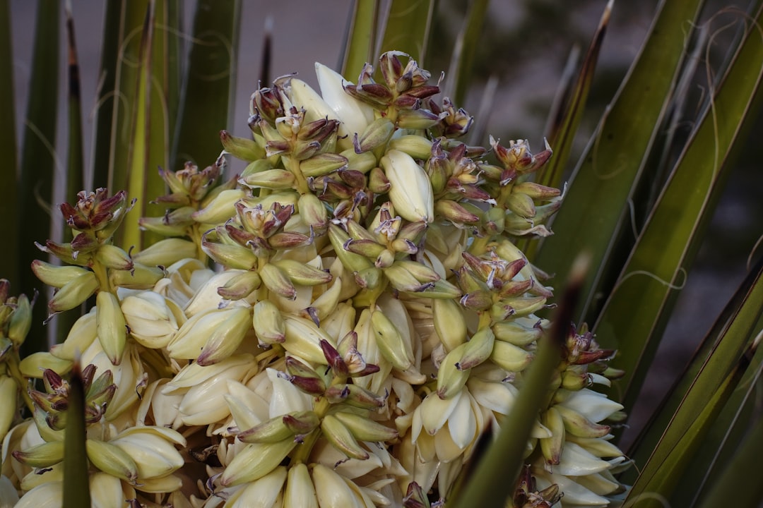 pflegehinweise für yucca-pflanzen: tipps zur bewässerung, lichtbedarf und optimalen wachstumsbedingungen für gesundes gedeihen.