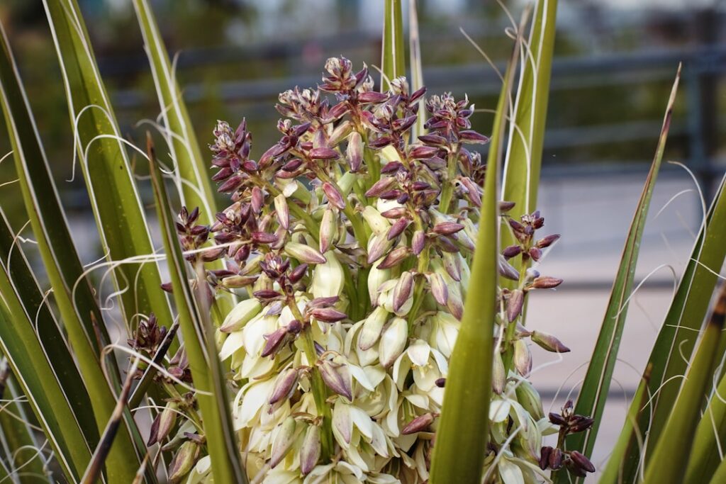 erfahren sie, wie sie ihre yucca-pflanze richtig pflegen, um gesundes wachstum und schönes laub zu fördern. tipps zu bewässerung, licht und düngung.