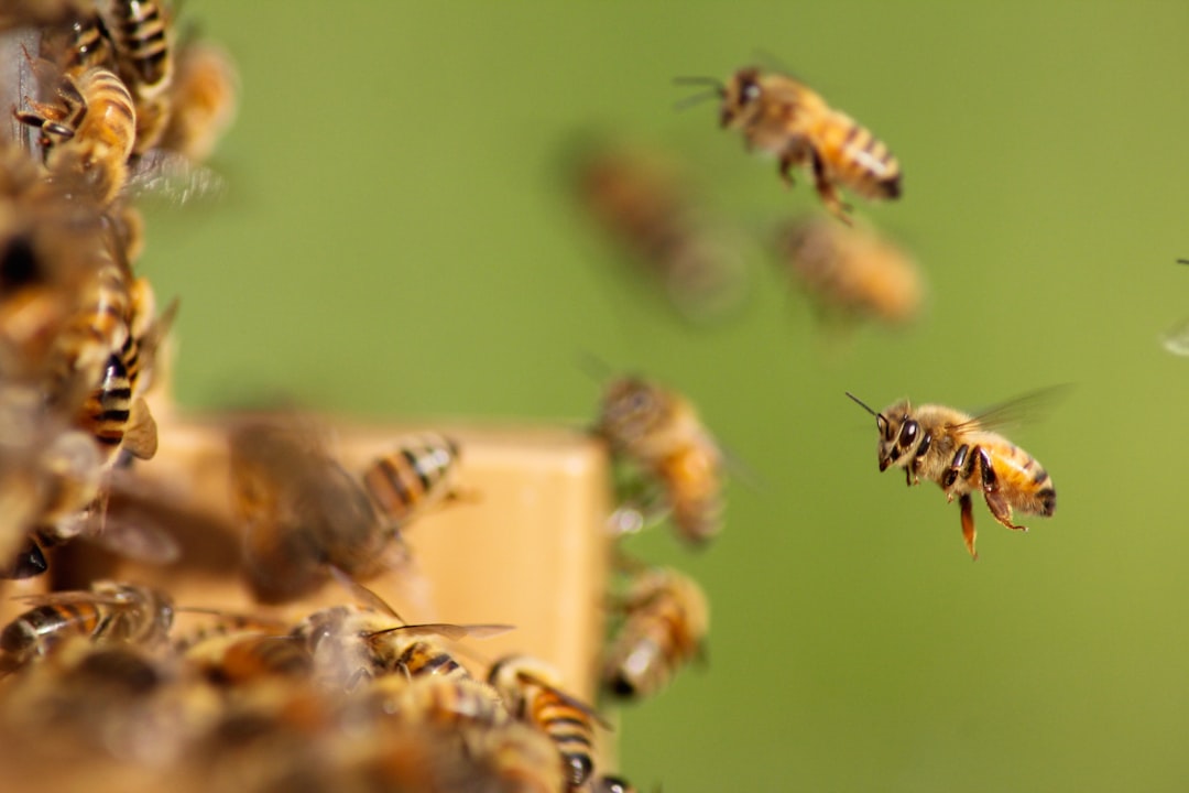 alles über die imkerei: tipps und techniken zur bienenhaltung, honiggewinnung und zum schutz der bienen.