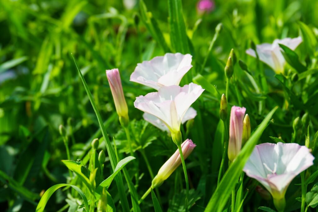 bindweed ist eine schnell wachsende kletterpflanze, die häufig in gärten vorkommt und sich durch ihre weißen bis rosa blüten auszeichnet. erfahre mehr über ihre eigenschaften und bekämpfung.
