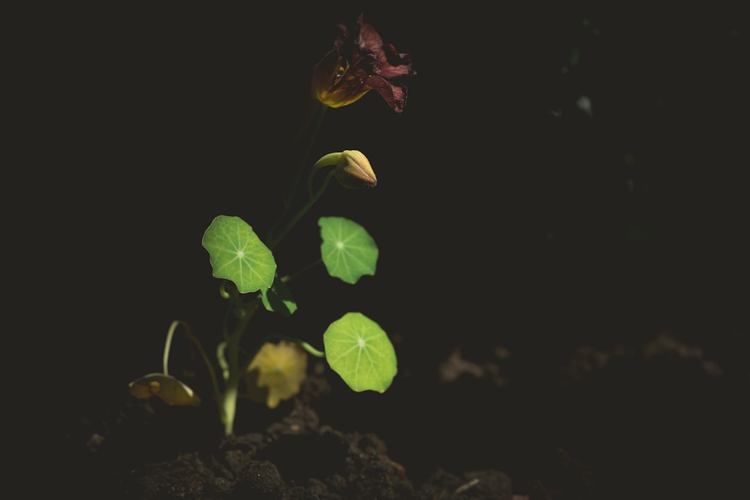 entdecken sie die leuchtenden farben und den einzigartigen geschmack der kapuzinerkresse, perfekt für gartenliebhaber und kulinarische genießer.