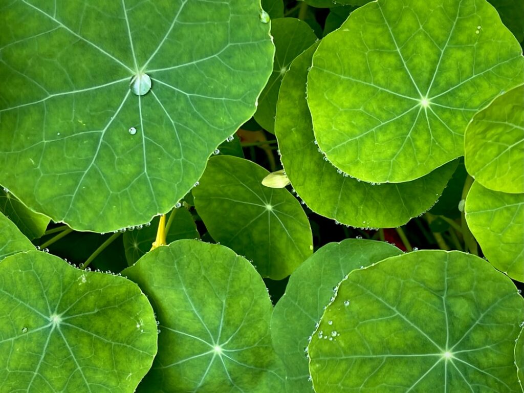 entdecken sie die farbenfrohe schönheit der kapuzinerkresse (tropaeolum) für ihren garten – eine pflegeleichte pflanze mit essbaren blüten und blättern.