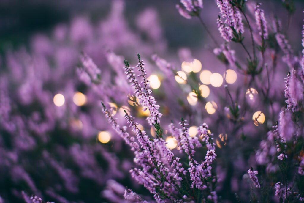 entdecken sie heather – vielseitige und bezaubernde pflanze für garten und landschaftspflege. perfekt für natürliche schönheit und pflege.