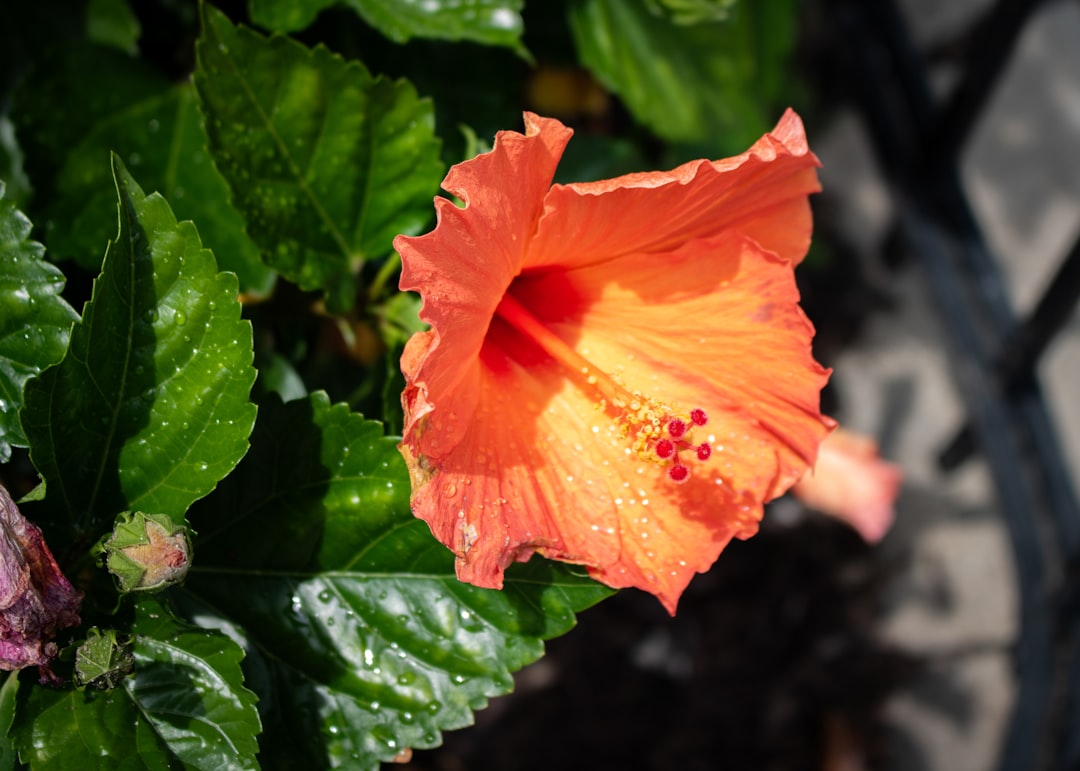 erfahren sie, wie sie hibiskuspflanzen richtig schneiden, um gesundes wachstum und üppige blüte zu fördern. unsere anleitung zeigt die besten techniken und zeitpunkte für den rückschnitt.