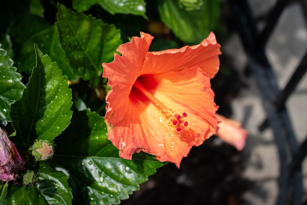 erfahren sie, wie sie hibiskuspflanzen richtig zurückschneiden, um gesundes wachstum und üppige blüten zu fördern. tipps zur besten schnittzeit und -technik.